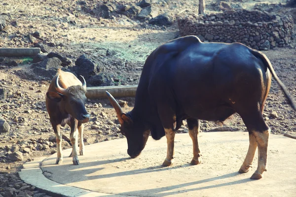 Dos vacas de búfalo — Foto de Stock