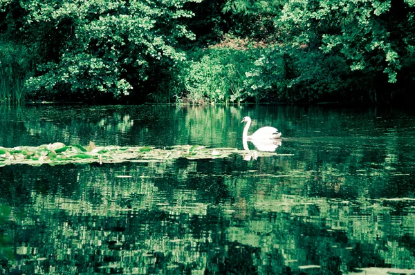 Schwan segelt auf dem See im Wald — Stockfoto