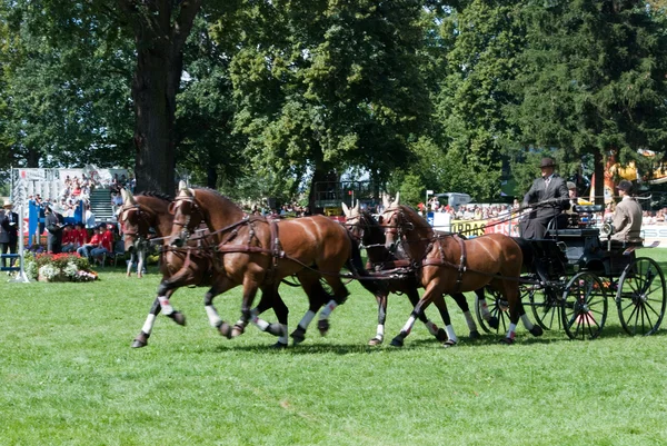 Carriage drive show in strzegom at HSBC FEI World Cup 2009 — Stock Photo, Image