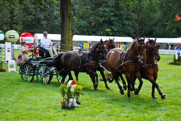 stock image Carriage drive show in strzegom at HSBC FEI World Cup 2009