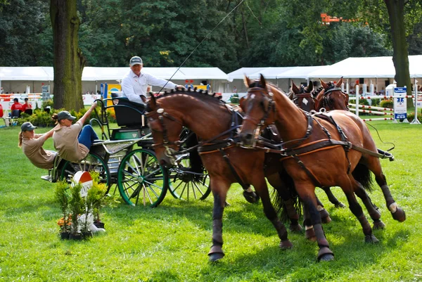 stock image Carriage drive show in strzegom at HSBC FEI World Cup 2009