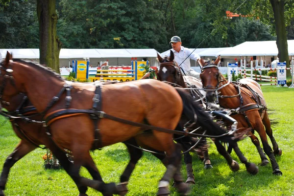 stock image Carriage drive show in strzegom at HSBC FEI World Cup 2009