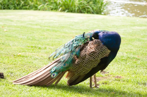 Macho colorido pavo real — Foto de Stock