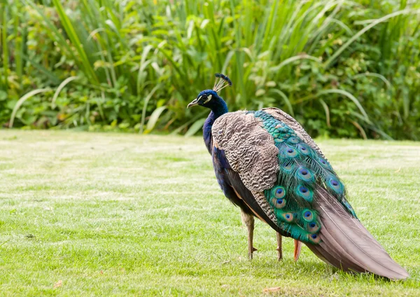 Male colorful peacock — Stock Photo, Image