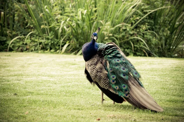 Renkli erkek tavuskuşu — Stok fotoğraf
