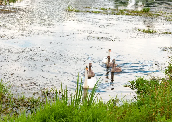 Skupina labutí plovoucích u řeky — Stock fotografie