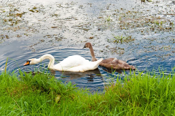 Grupo de cisnes nadando pelo rio — Fotografia de Stock