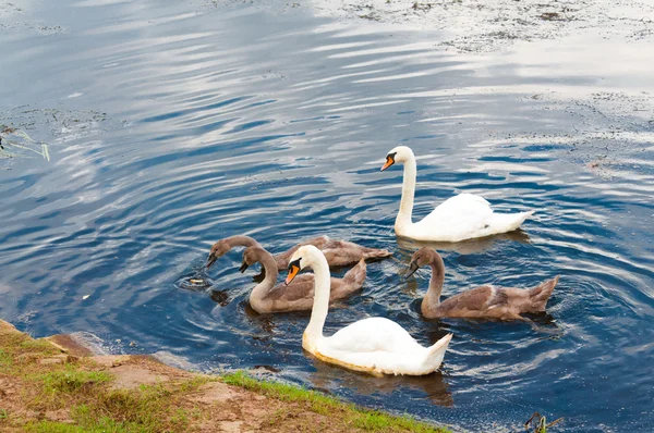 川で泳いでいる白鳥のグループ — ストック写真