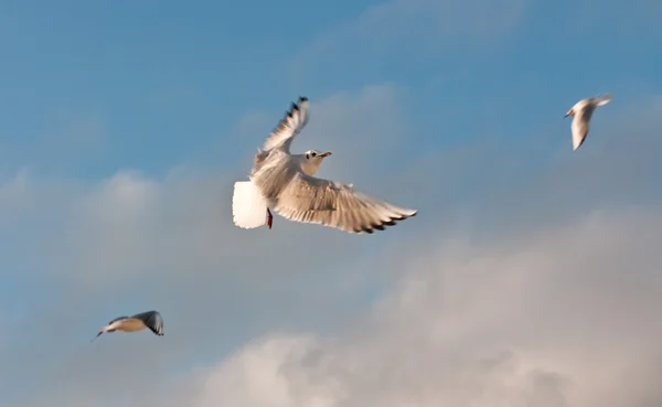 Stock image Flying seagull