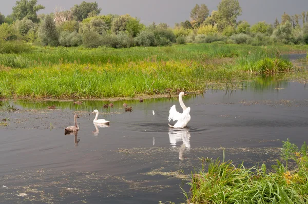 Skupina labutí plovoucích u řeky — Stock fotografie