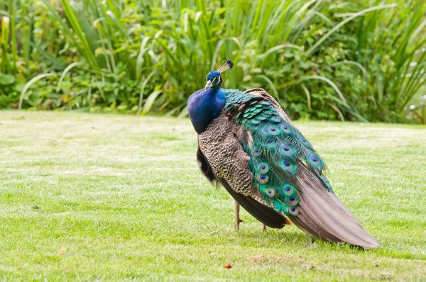 Macho colorido pavo real — Foto de Stock