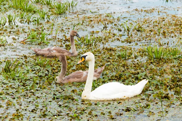 川で泳いでいる白鳥のグループ — ストック写真