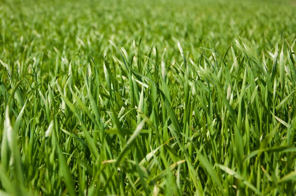 Growing green grass at springtime — Stock Photo, Image