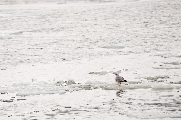Seagull in wintertijd — Stockfoto