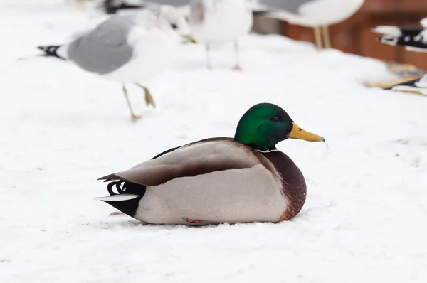 Pato salvaje en invierno — Foto de Stock