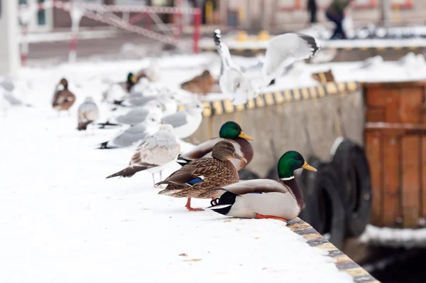 Seagulls and wild duck at winter time — Stock Photo, Image