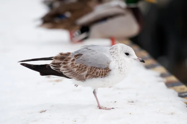 Burung camar pada waktu musim dingin — Stok Foto