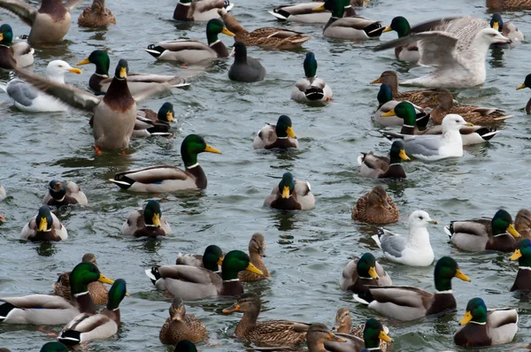 Martı ördekler ve kış zaman kuğu — Stok fotoğraf