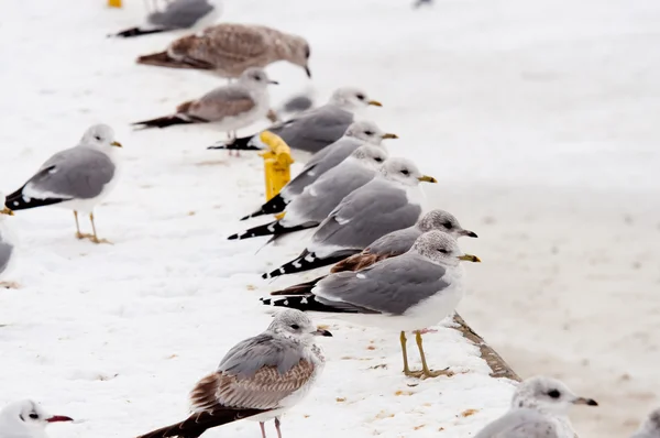 海鸥在冬季时间 — 图库照片