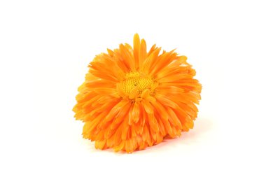 Marigold clipart