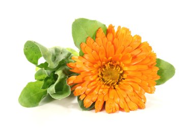 Orange Marigold clipart