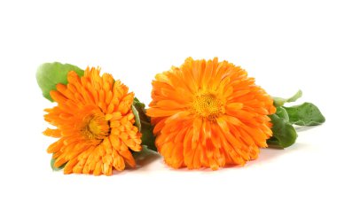 Fresh orange Marigold clipart
