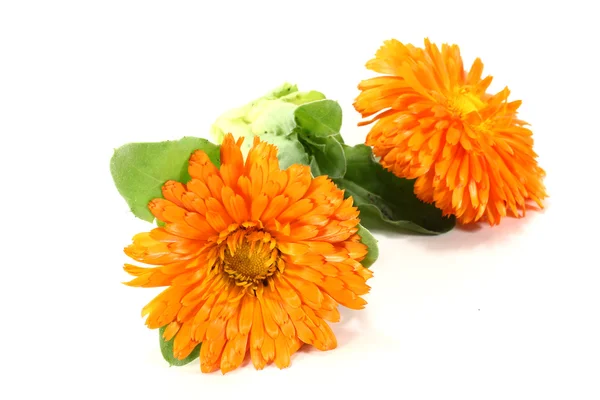 Fresh Marigold with leaves — Stock Photo, Image