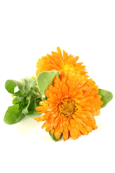 Orange Ringelblume mit Blättern — Stockfoto