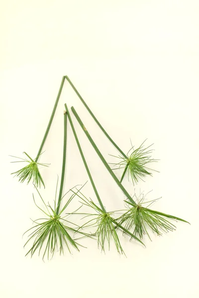 Fresh green Papyrus — Stock Photo, Image