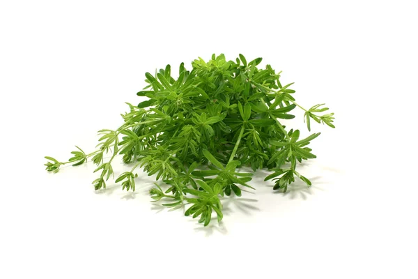 Green Bedstraw — Stock Photo, Image