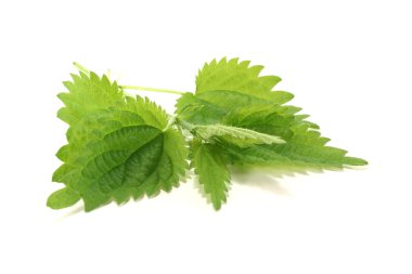 Nettle clipart