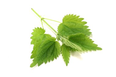 Fresh nettle clipart