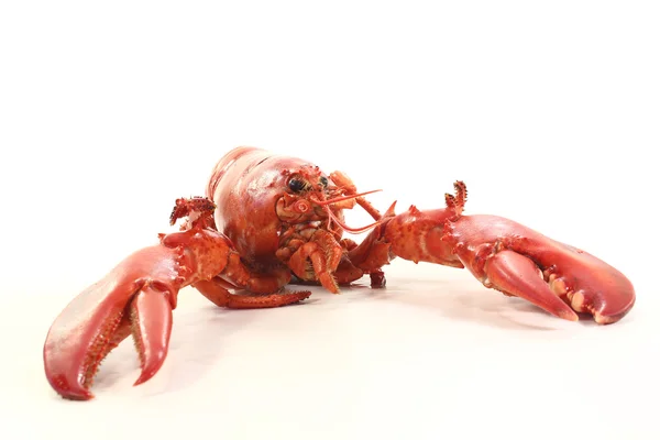 新鲜熟的龙虾 — 图库照片