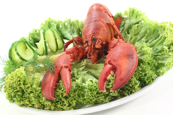 Fresh lobster Stock Image