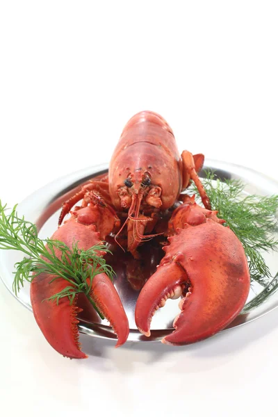 Kapros frissen főtt homár — Stock Fotó