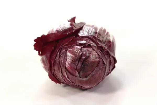 新鲜红菊苣 — 图库照片