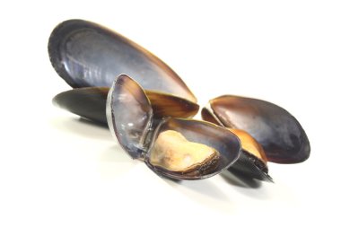 Three fresh Mussels clipart