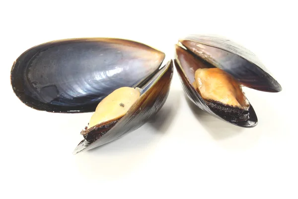 Two Mussels — Stock Photo, Image