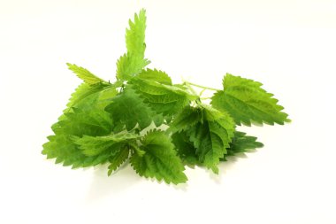 Nettle clipart