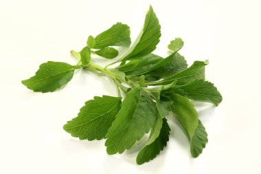 Stevia