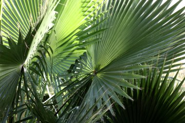Washington palm