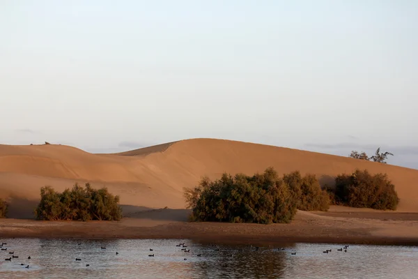 stock image Maspalomas