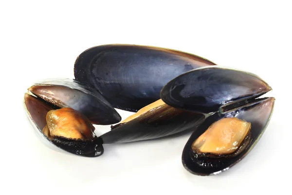 stock image Mussels