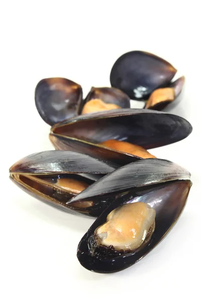 stock image Mussels