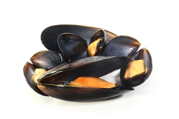 stock image Mussels