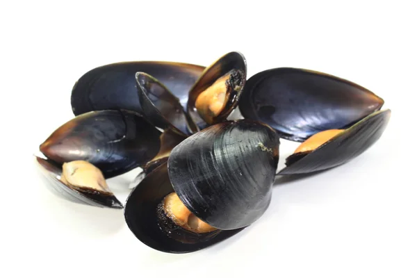 stock image Mussels