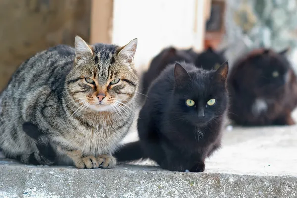 Kissojen ryhmä — kuvapankkivalokuva