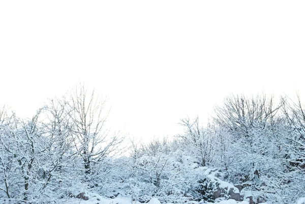 Snowy lasu — Zdjęcie stockowe