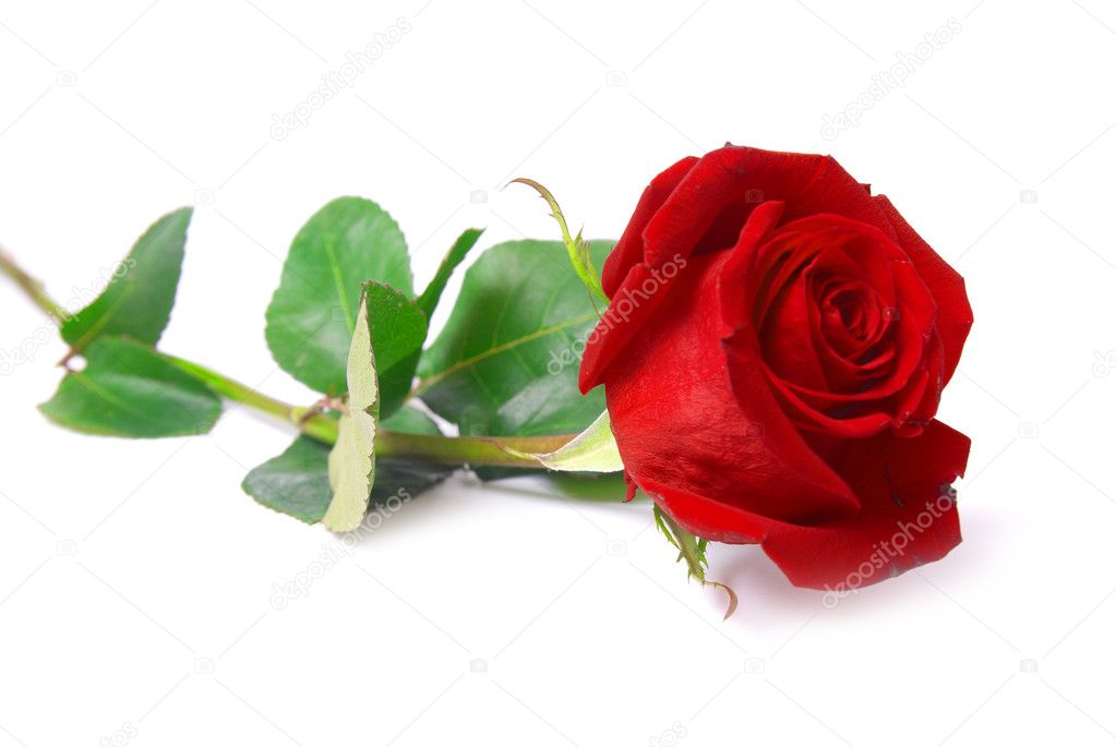 Red rose Stock Photo by ©dovapi 9123802