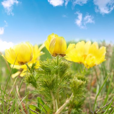 Yellow flowers (Adonis vernalis) clipart